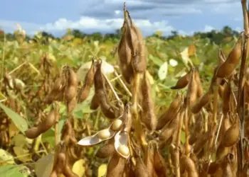 PIB do Brasil cresce 1,4% no 1º trimestre de 2025, aponta IBGE