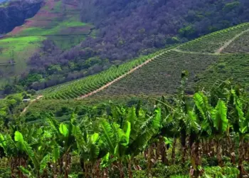 Produtores rurais ganham espaço no debate climático da COP30