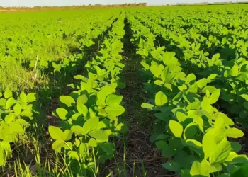 Plantio de soja nas várzeas tropicais do Tocantins é prorrogado até 6 de junho