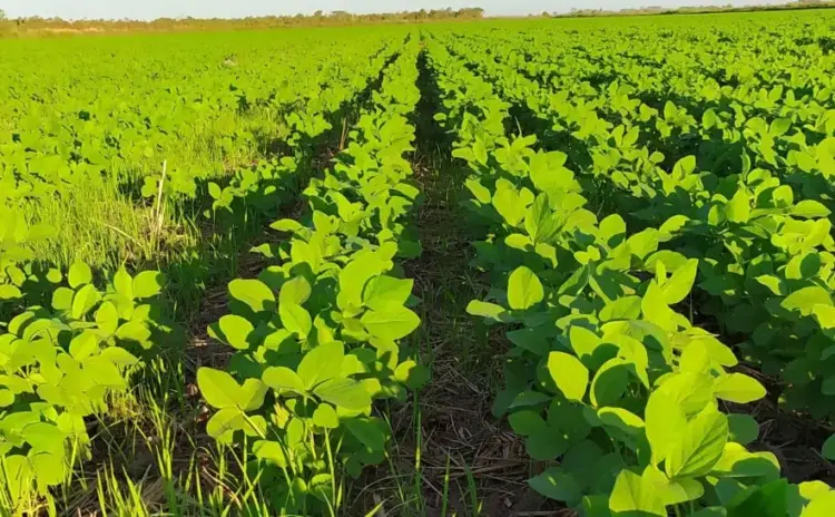 Plantio de soja nas várzeas tropicais do Tocantins é prorrogado até 6 de junho