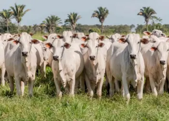 Prazo para declaração de rebanho no Tocantins é estendido até 10 de junho
