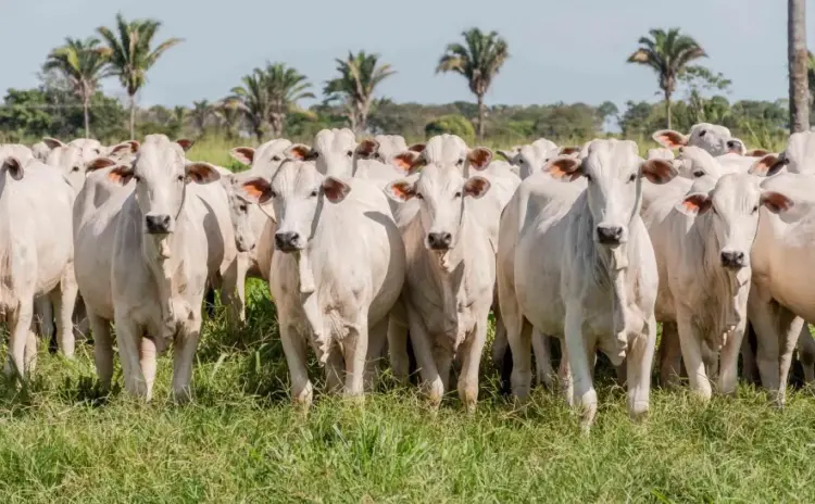 Prazo para declaração de rebanho no Tocantins é estendido até 10 de junho