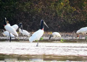 Parque Estadual do Cantão recebe ação preventiva contra Influenza Aviária