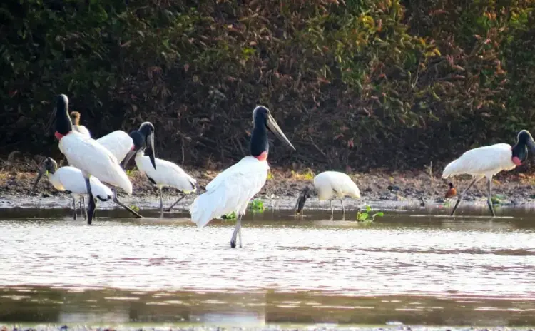 Parque Estadual do Cantão recebe ação preventiva contra Influenza Aviária