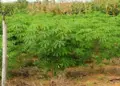 Com foco na mandioca, Tocantins estimula o crescimento da agricultura familiar