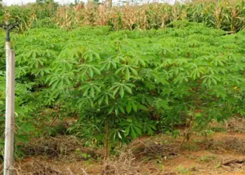 Com foco na mandioca, Tocantins estimula o crescimento da agricultura familiar