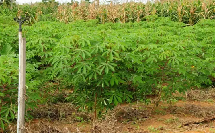 Com foco na mandioca, Tocantins estimula o crescimento da agricultura familiar