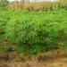 Com foco na mandioca, Tocantins estimula o crescimento da agricultura familiar