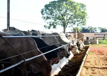 Produtores são orientados sobre proibição do uso de cama de aviário na alimentação animal