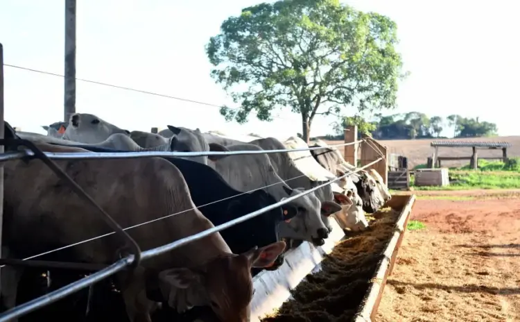 Produtores são orientados sobre proibição do uso de cama de aviário na alimentação animal