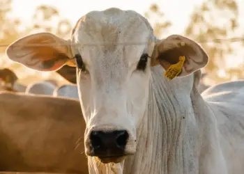 Tocantins atinge 95,6% de propriedades declaradas na campanha pecuária