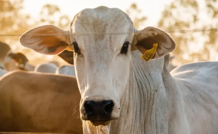 Tocantins atinge 95,6% de propriedades declaradas na campanha pecuária