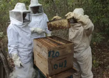 Censo apícola mapeia colmeias e fortalece a cadeia produtiva do mel no Tocantins