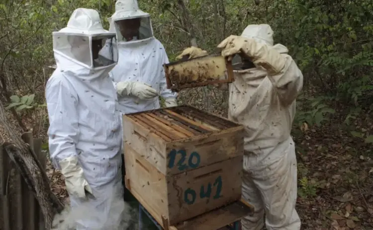 Censo apícola mapeia colmeias e fortalece a cadeia produtiva do mel no Tocantins