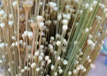 Território Krahô tem campos de capim-dourado georreferenciados pelo Estado