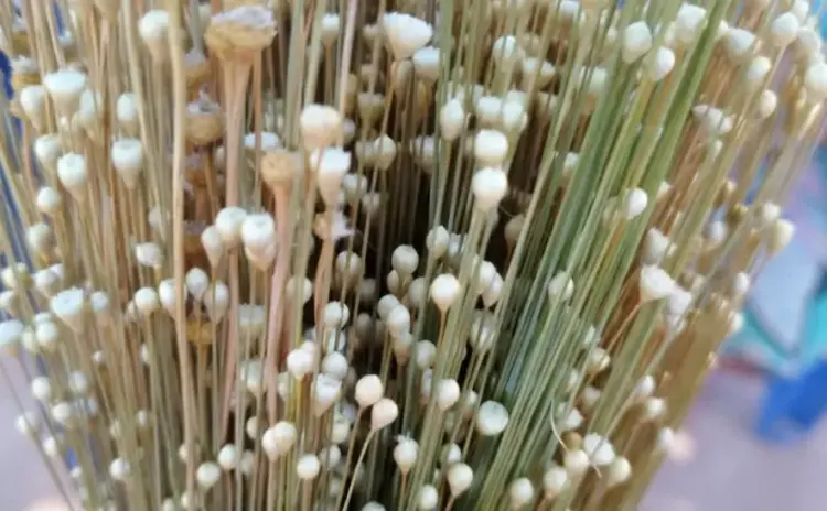 Território Krahô tem campos de capim-dourado georreferenciados pelo Estado