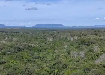 Tocantins registra queda de 23,5% na área desmatada, aponta boletim do Cigma