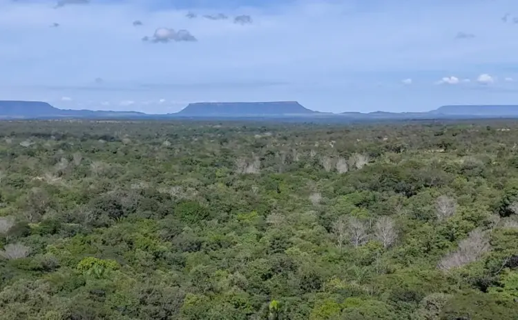 Tocantins registra queda de 23,5% na área desmatada, aponta boletim do Cigma