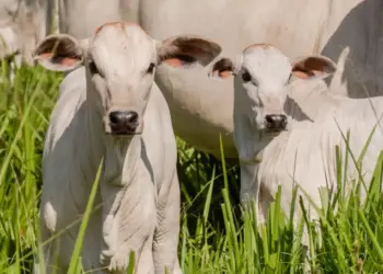 Produtores têm até 30 de junho para vacinar bezerras contra brucelose