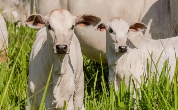Produtores têm até 30 de junho para vacinar bezerras contra brucelose