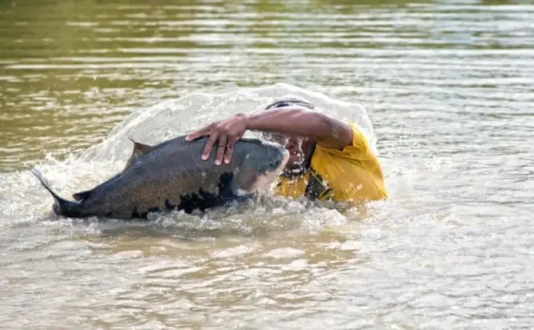 IBGE aponta salto de mais de 31% na produção de pescado no Tocantins em 12 meses