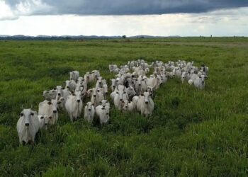 REDD+ fortalece liderança climática do Tocantins, que agora mira integração com o comércio chinês
