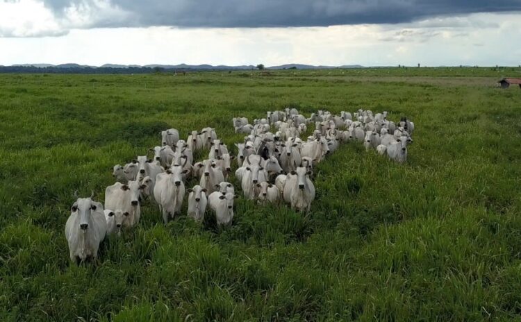 REDD+ fortalece liderança climática do Tocantins, que agora mira integração com o comércio chinês