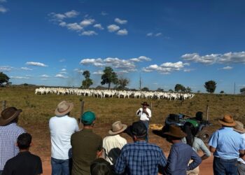Centro-norte do Tocantins recebe nova etapa da Rota da Pecuária com foco em modernização