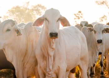 Tocantins bate recorde histórico no abate de bovinos e na produção de ovos no 1º trimestre de 2025