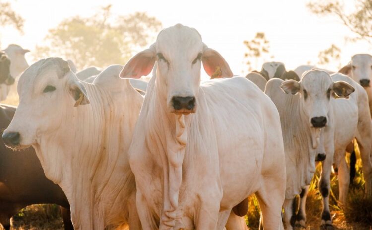Tocantins bate recorde histórico no abate de bovinos e na produção de ovos no 1º trimestre de 2025