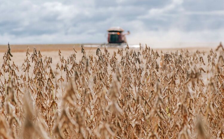 Vazio sanitário da soja começa no Tocantins a partir de 1º de julho