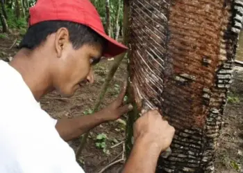 Populações extrativistas podem ter mais acesso ao Crédito Rural com novo projeto