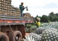 Tabocão (TO) abriga a maior fazenda de abacaxi do mundo com alta tecnologia no campo