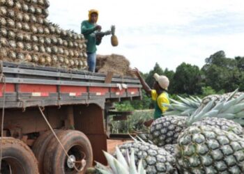 Tabocão (TO) abriga a maior fazenda de abacaxi do mundo com alta tecnologia no campo