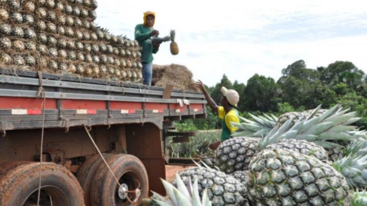 Tabocão (TO) abriga a maior fazenda de abacaxi do mundo com alta tecnologia no campo