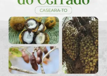 Mulheres Agroextrativistas realizam 1º Festival do Cerrado em Caseara