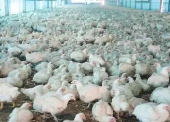 Brasil zera casos suspeitos de gripe aviária em granjas comerciais