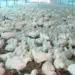 Brasil zera casos suspeitos de gripe aviária em granjas comerciais