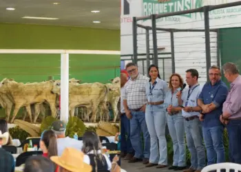 Pecuaristas celebram resultados de dois grandes leilões que movimentaram o Tocantins: Safra de Ouro e Nelore Tocantins