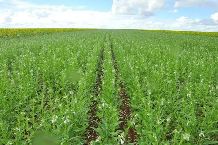 Frísia investe no cultivo de gergelim e projeta expansão na segunda safra tocantinense