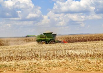 Produtores do Tocantins iniciam colheita do milho segunda safra
