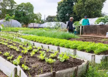 Palmas investe na agricultura urbana com reforma de seis hortas comunitárias