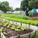 Palmas investe na agricultura urbana com reforma de seis hortas comunitárias
