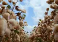 Variedade de algodão chama atenção por elevada produtividade