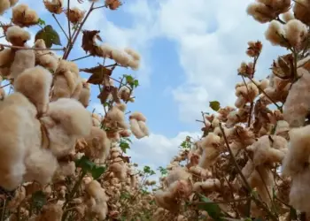 Variedade de algodão chama atenção por elevada produtividade