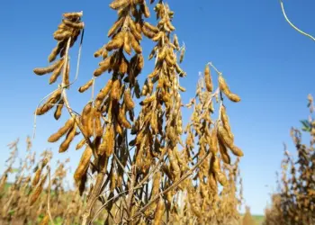 Integrantes do Conselho Administrativo de Defesa Econômica discute frear efeitos da Moratória da Soja com medida preventiva