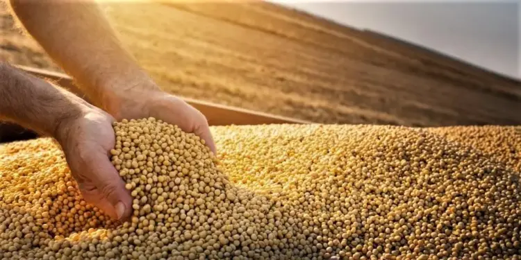 Sojicultores seguram vendas e mercado reage com volatilidade