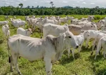 Boi gordo registra alta na maioria das regiões produtoras
