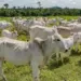 Boi gordo registra alta na maioria das regiões produtoras