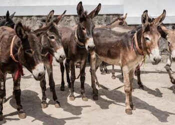Jumento brasileiro corre risco de extinção até 2030 por causa da demanda chinesa, alerta estudo